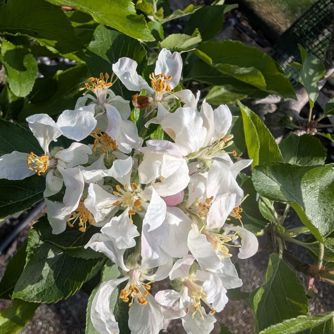 Fruit Trees at the Legacy Growers nursery