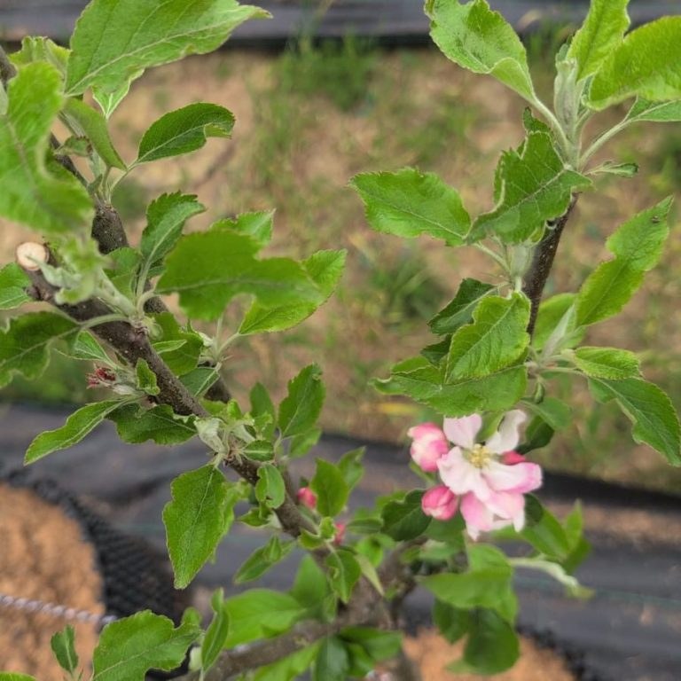 Malus d. 'Braeburn'
