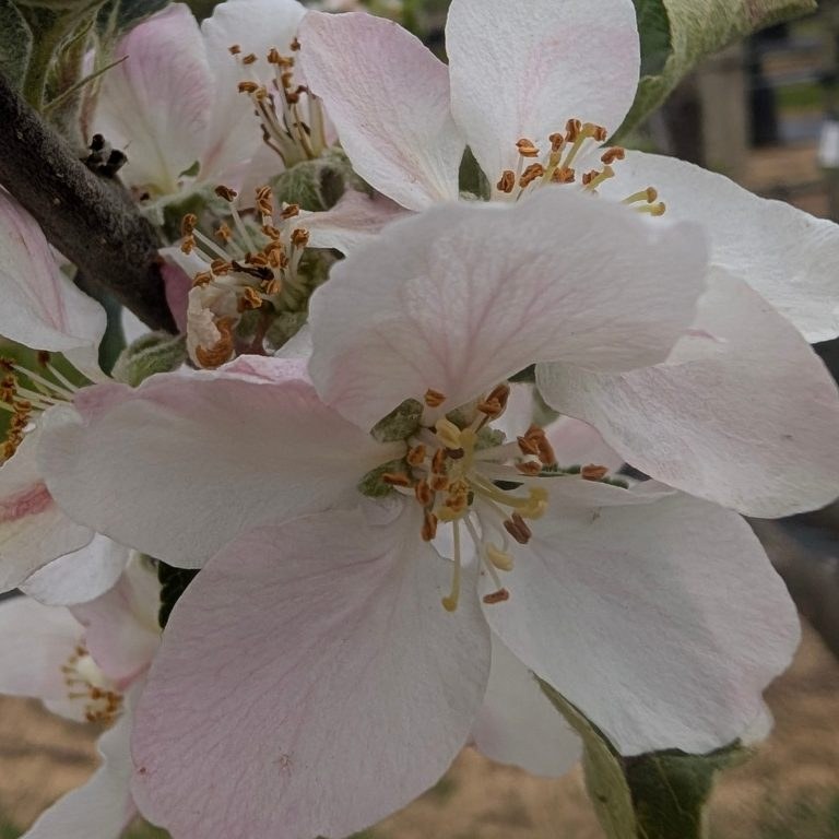 Malus d. 'Cox's Orange Pippin'