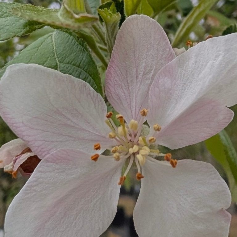 Malus d. 'Golden Delicious'