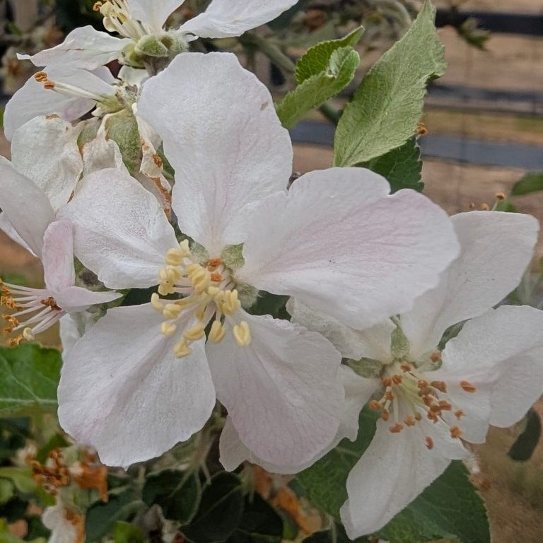 Malus d. 'Jonagold'