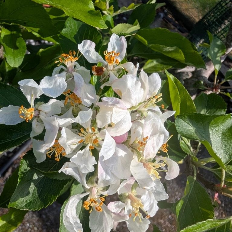 Malus d. 'Royal Gala'