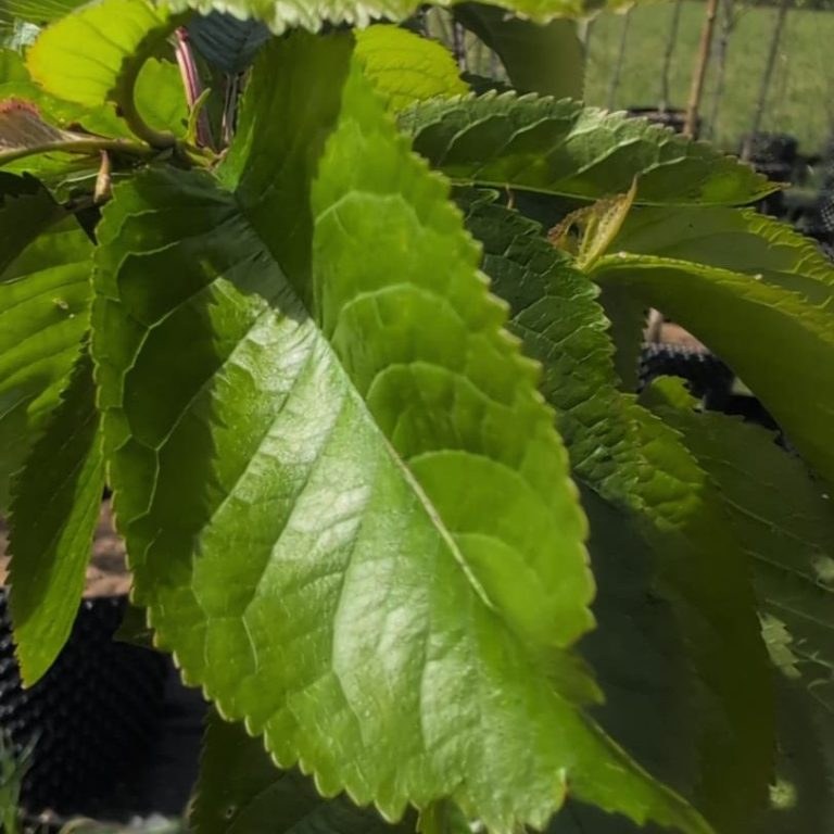 Prunus a. 'Stella'
