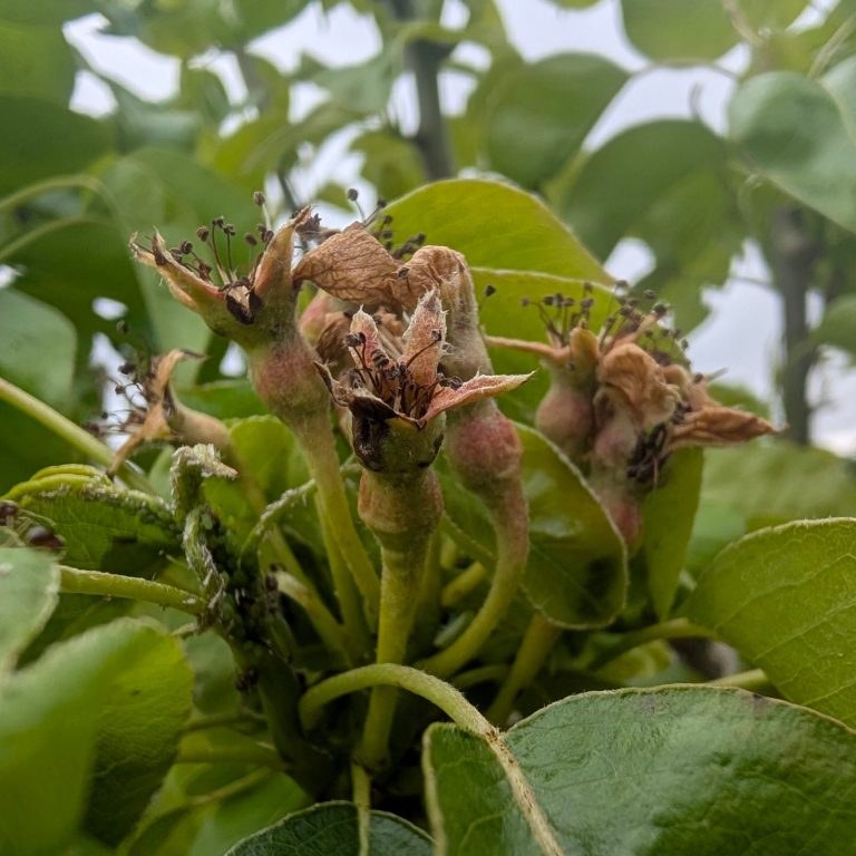 Pyrus c. 'Conference'