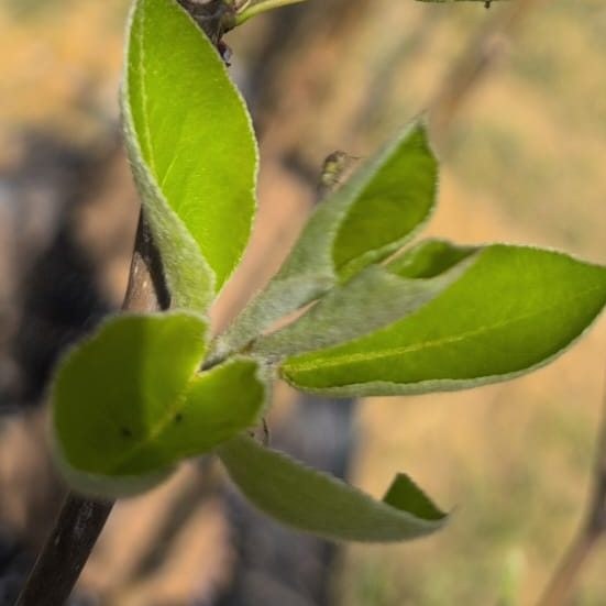 Pyrus c. 'Williams'