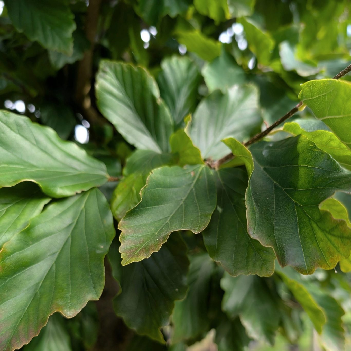 Mature specimen trees growing in Air-Pot containers at the Legacy Growers nursery