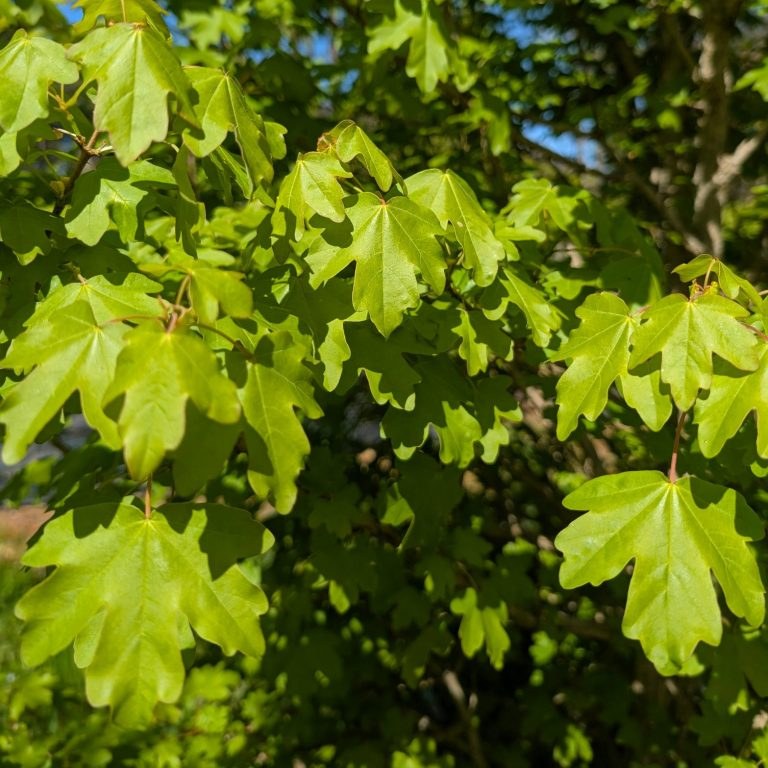 Acer campestre