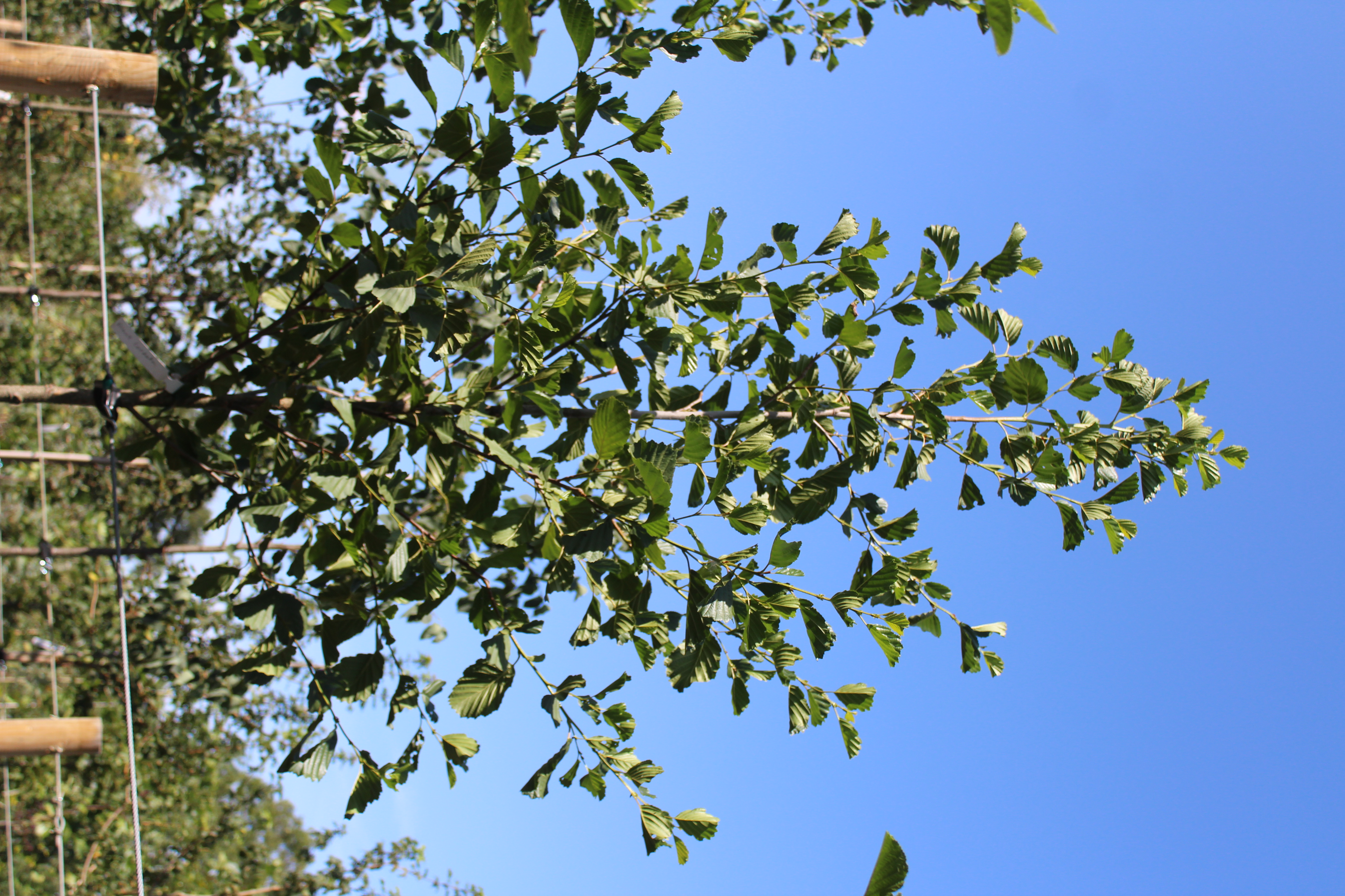 Alnus glutinosa