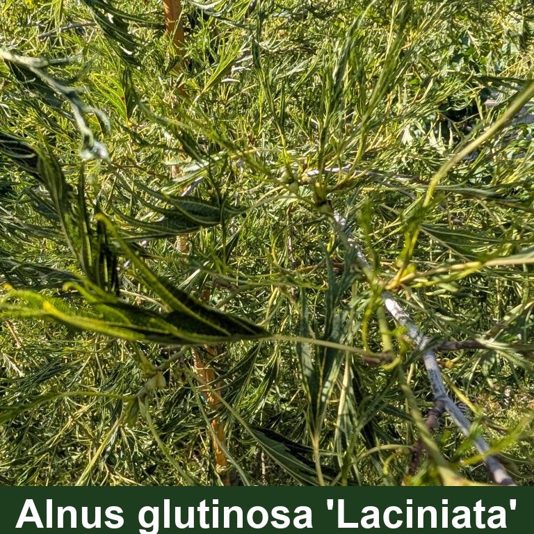 Alnus glutinosa 'Laciniata'