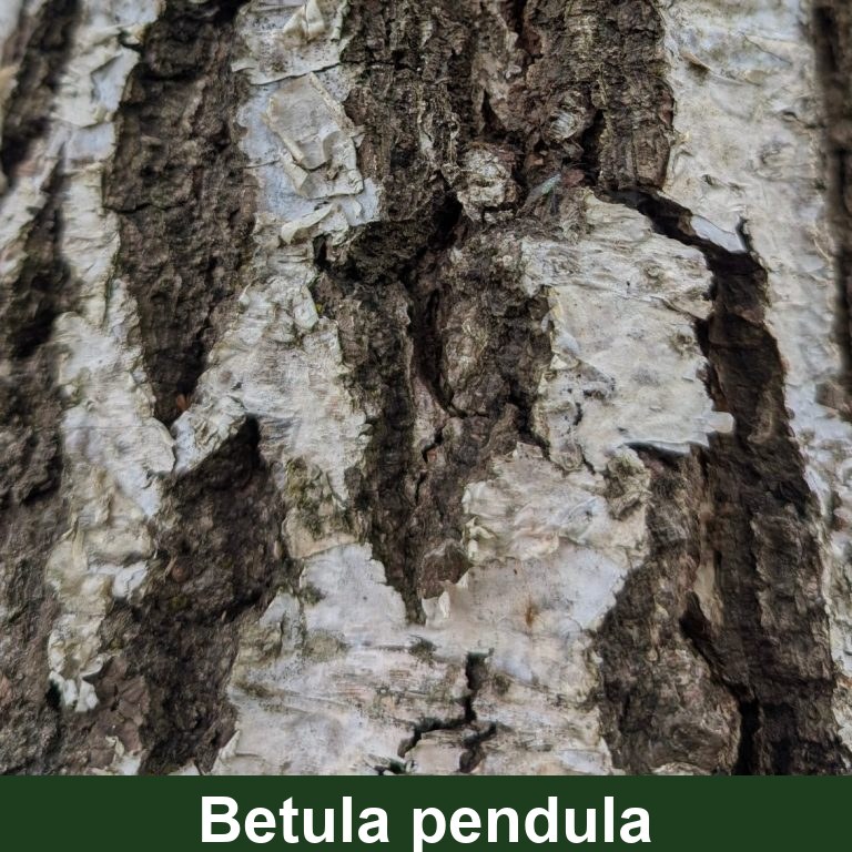 Betula pendula