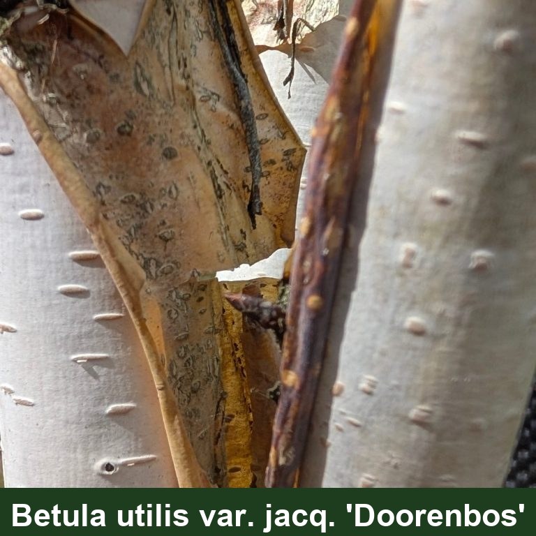 Betula util. jacq. 'Doorenbos'