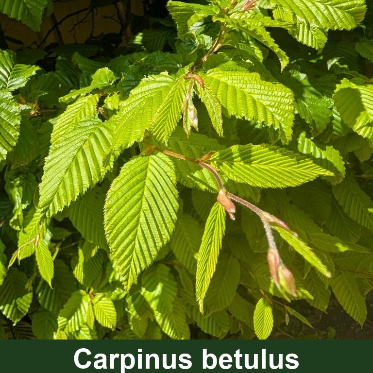 Carpinus betulus