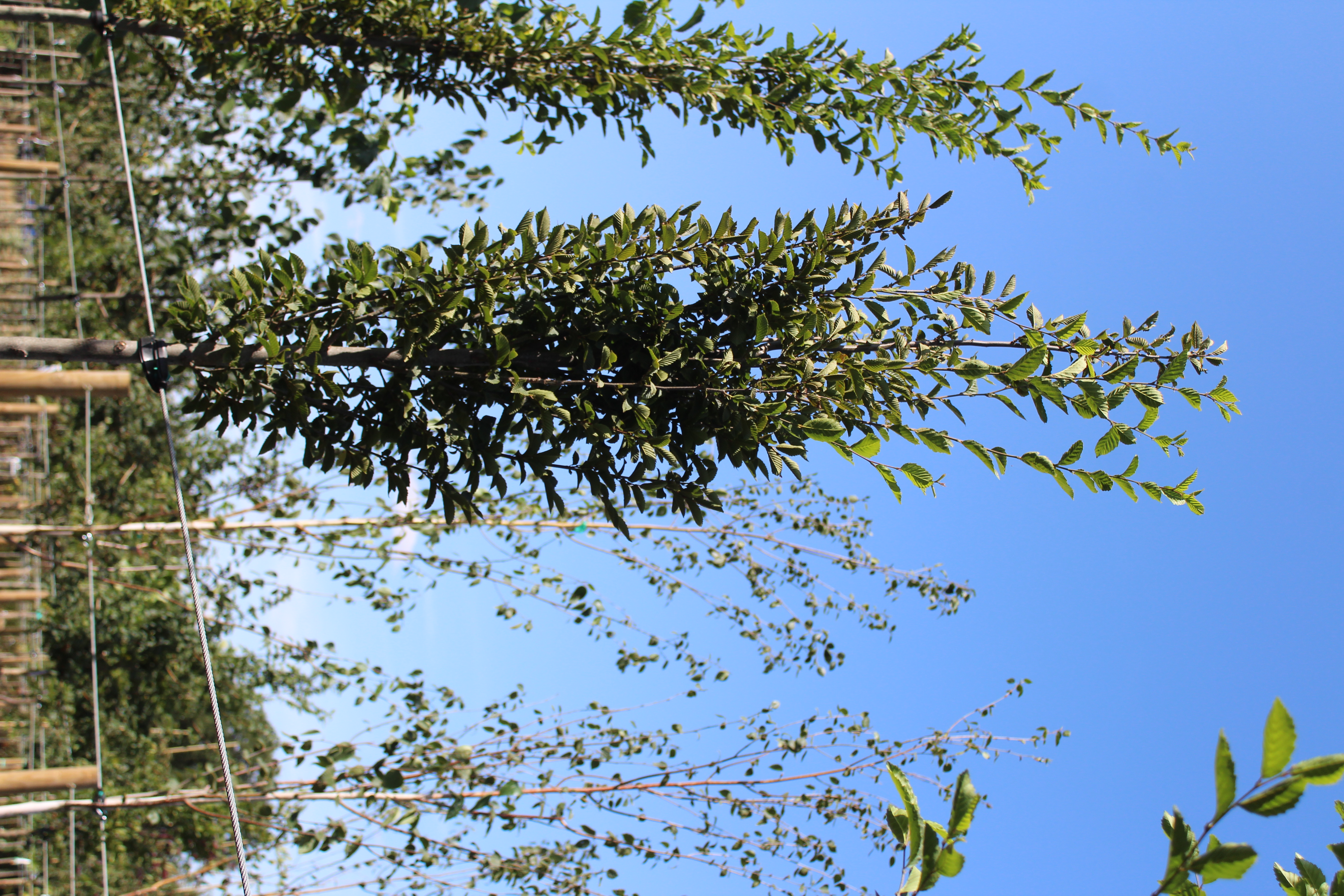 Carpinus betulus 'Fastigiata'