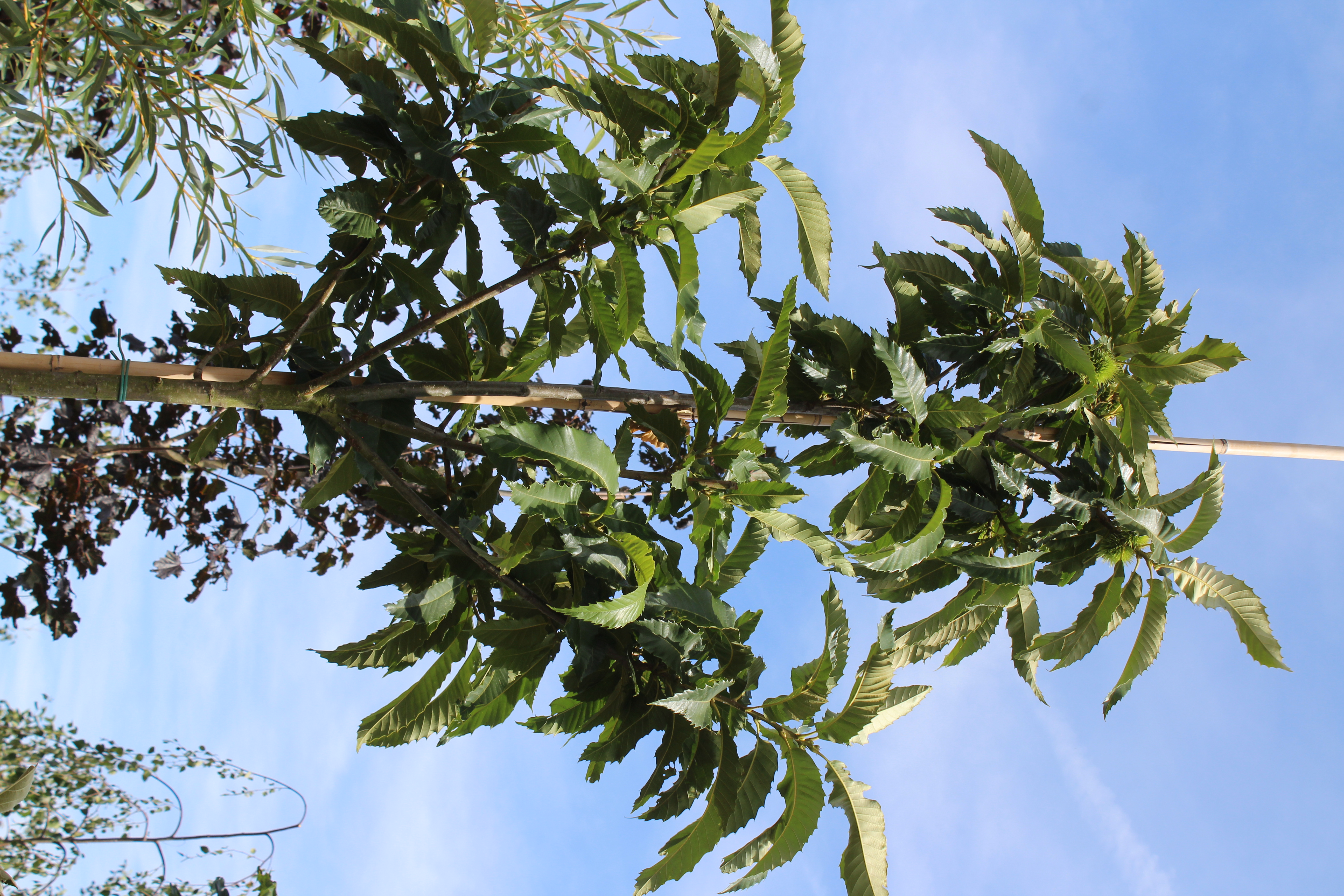 Castanea sativa
