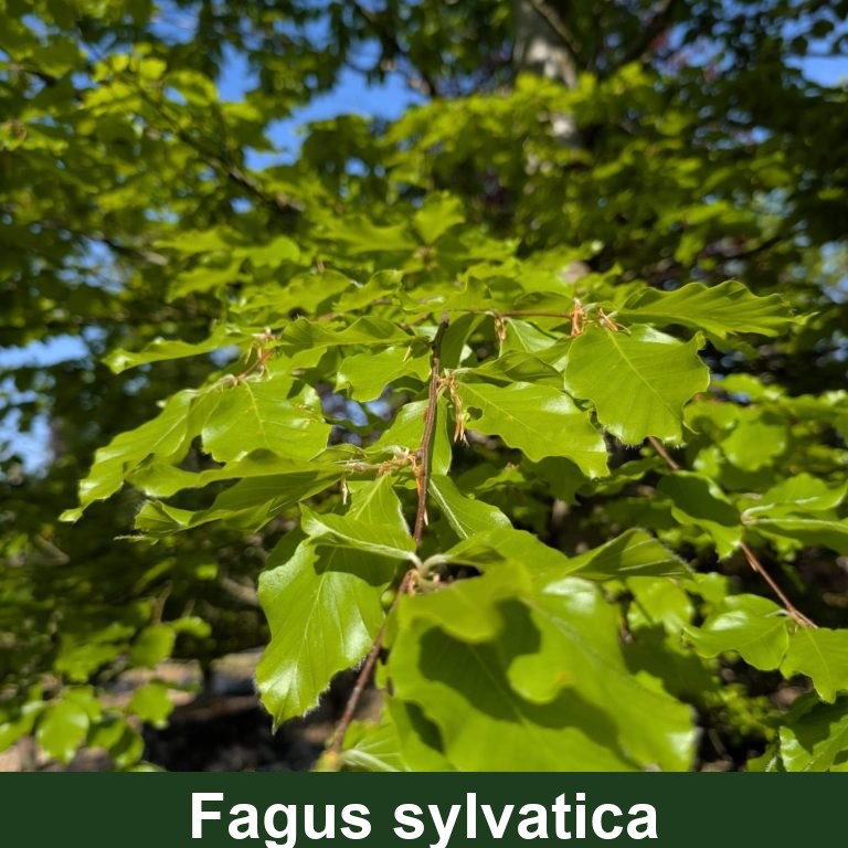 Fagus sylvatica