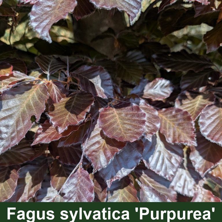 Fagus sylvatica 'Purpurea'