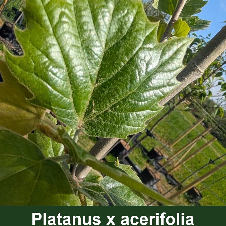 Platanus acerifolia