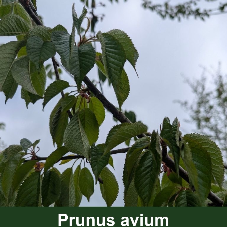 Prunus avium