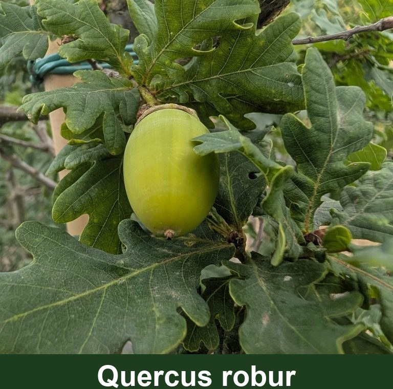 Quercus robur