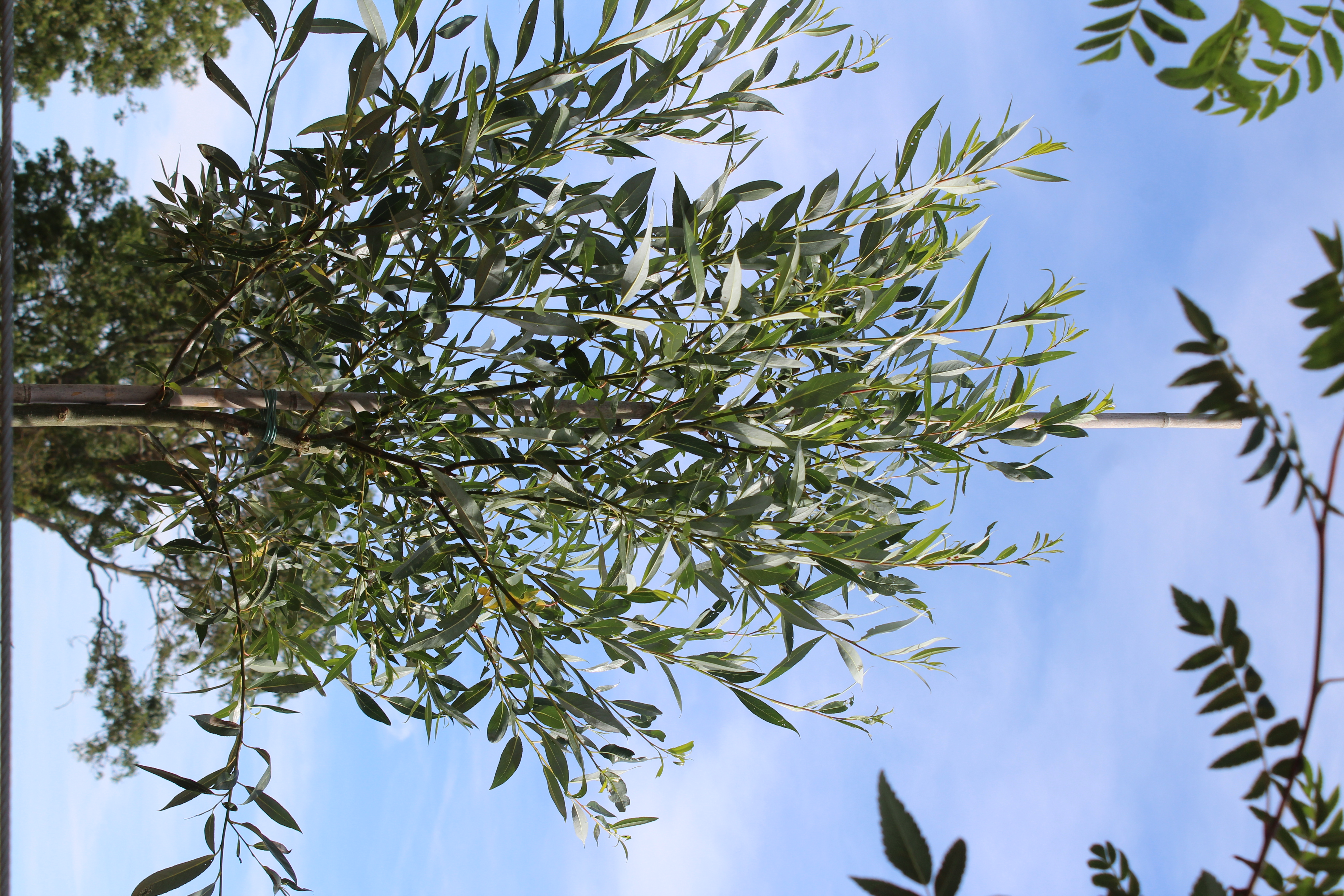 Salix alba