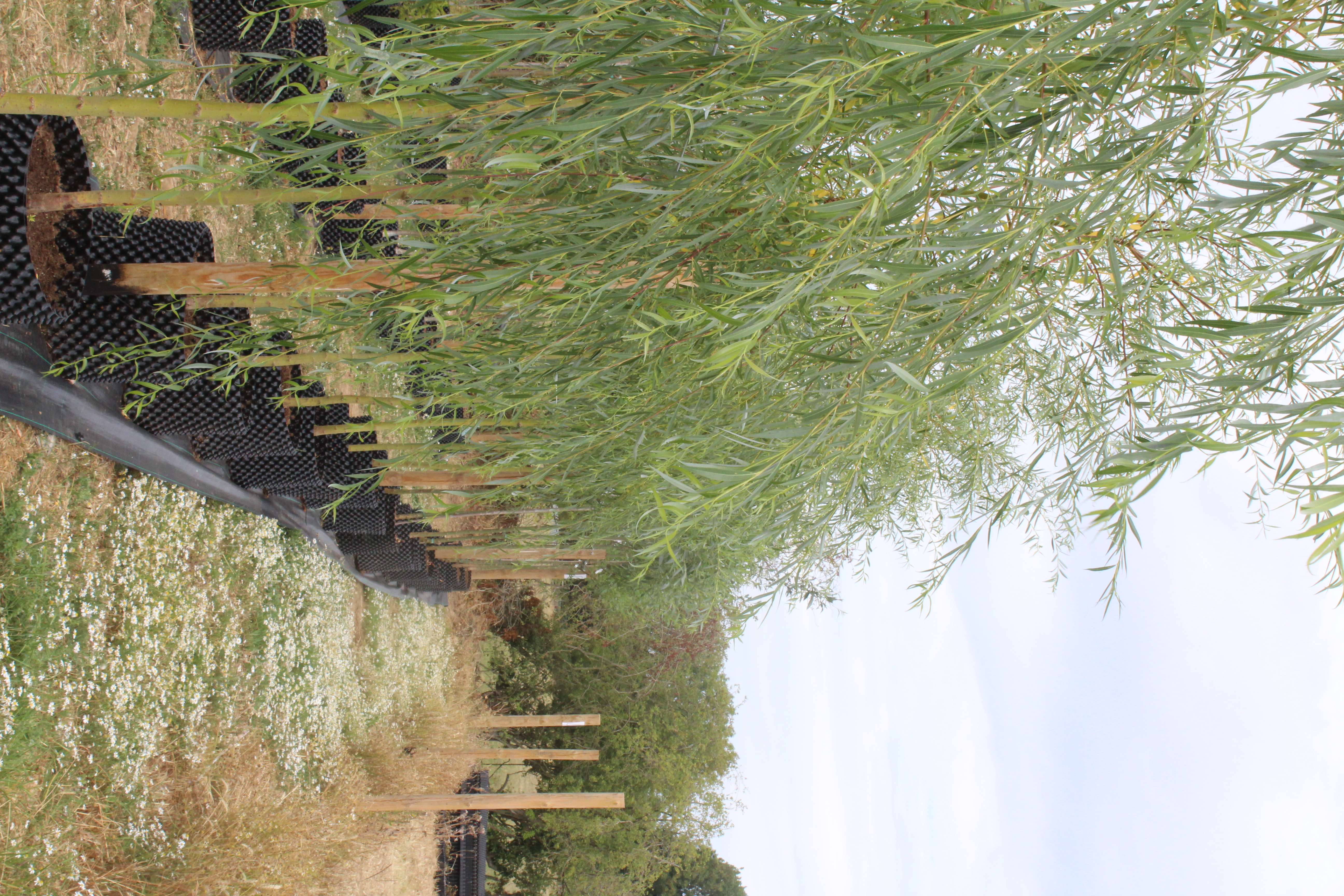 Salix sepulcralis 'Chrysocoma'