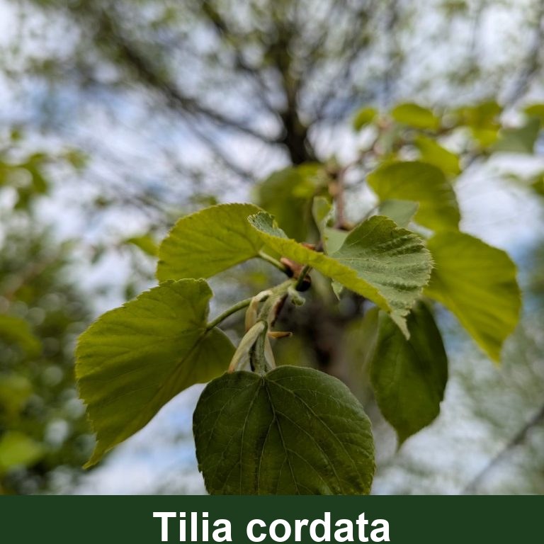 Tilia cordata