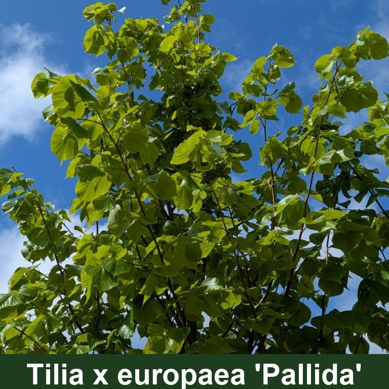 Tilia x europaea 'Pallida'