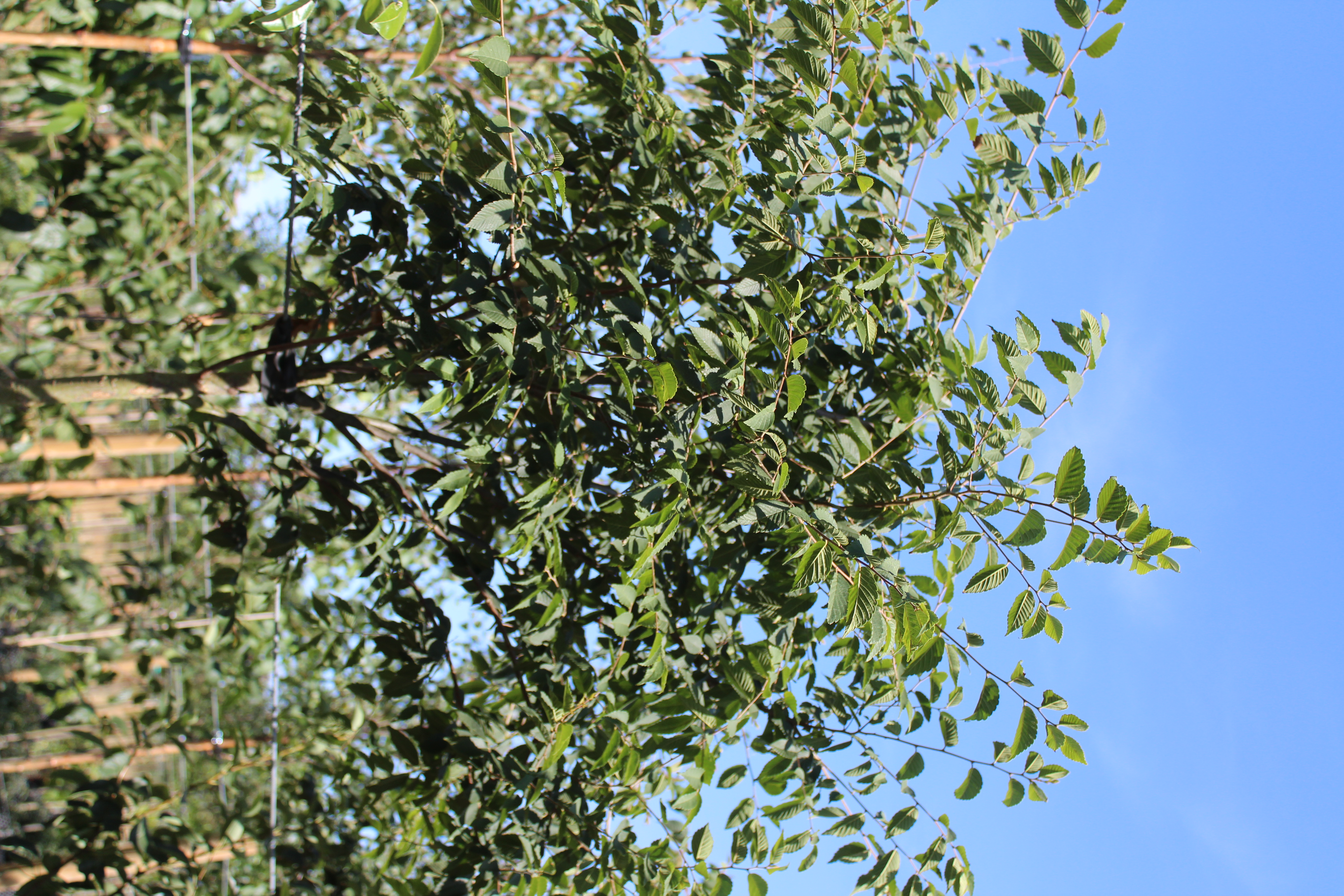 Zelkova serrata
