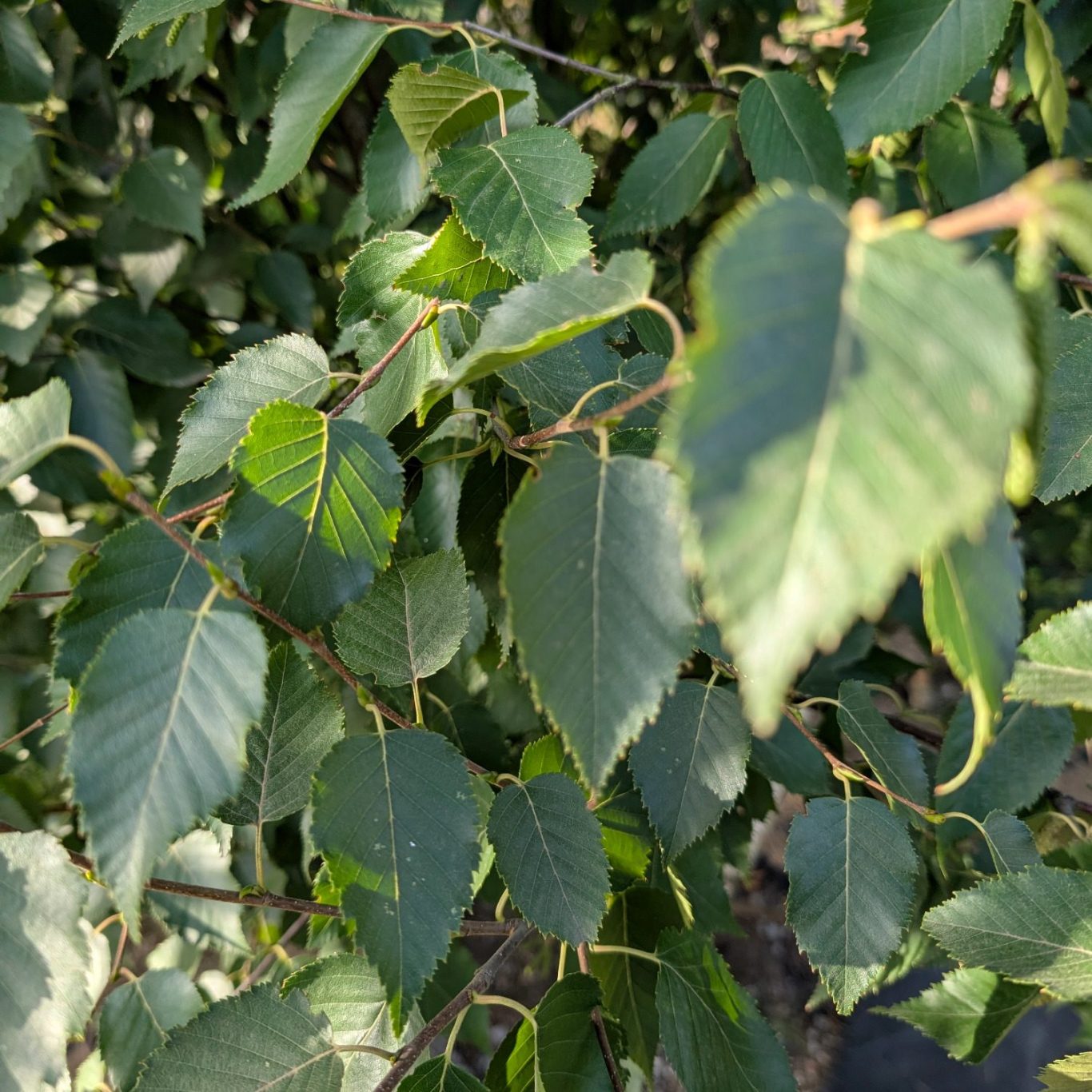 Medium Trees at the Legacy Growers nursery