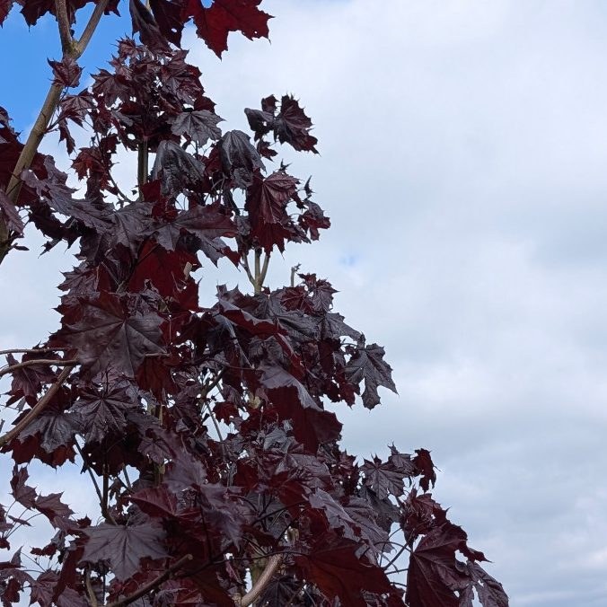Acer plat. 'Crimson King'