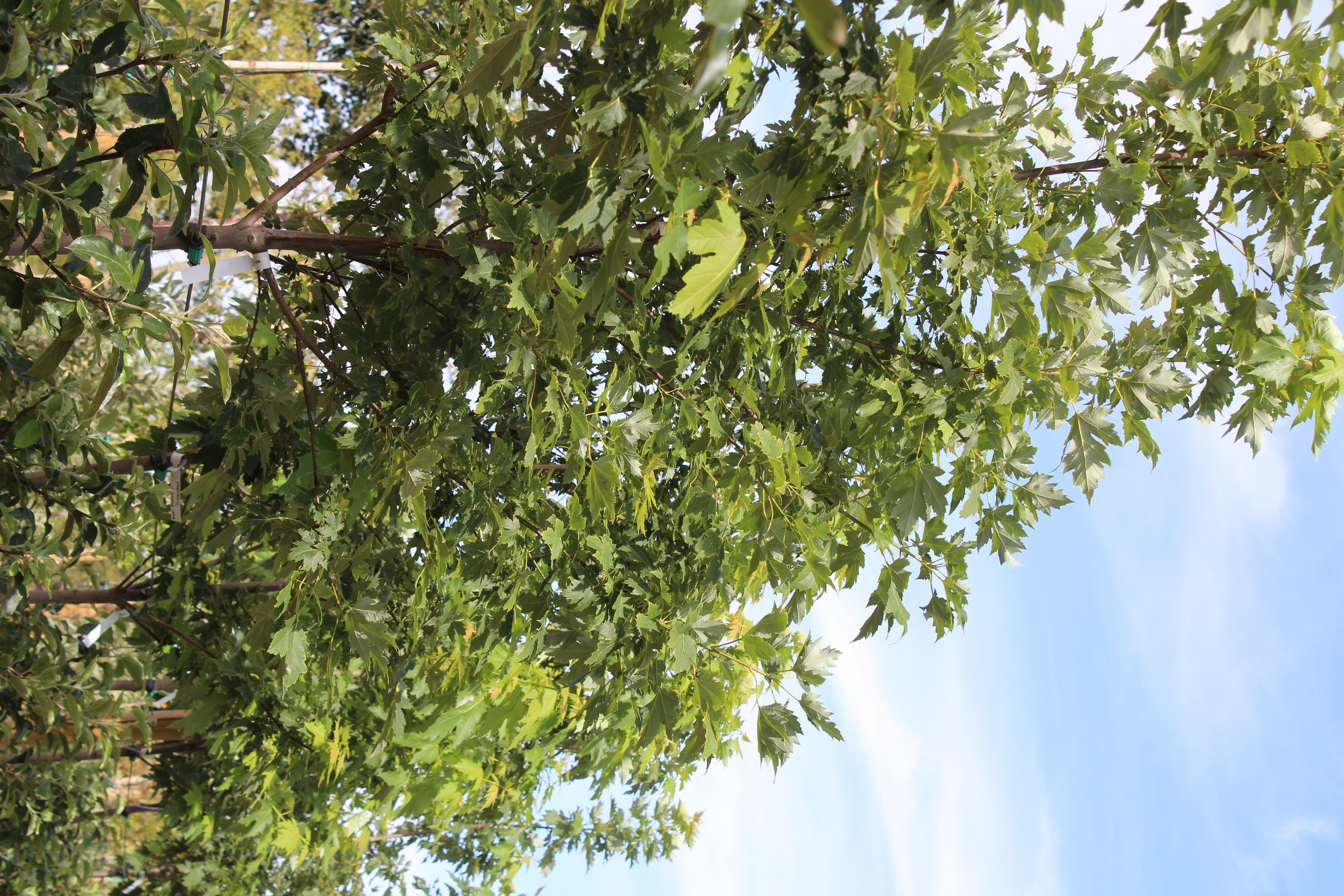 Acer freemanii 'Celebration'