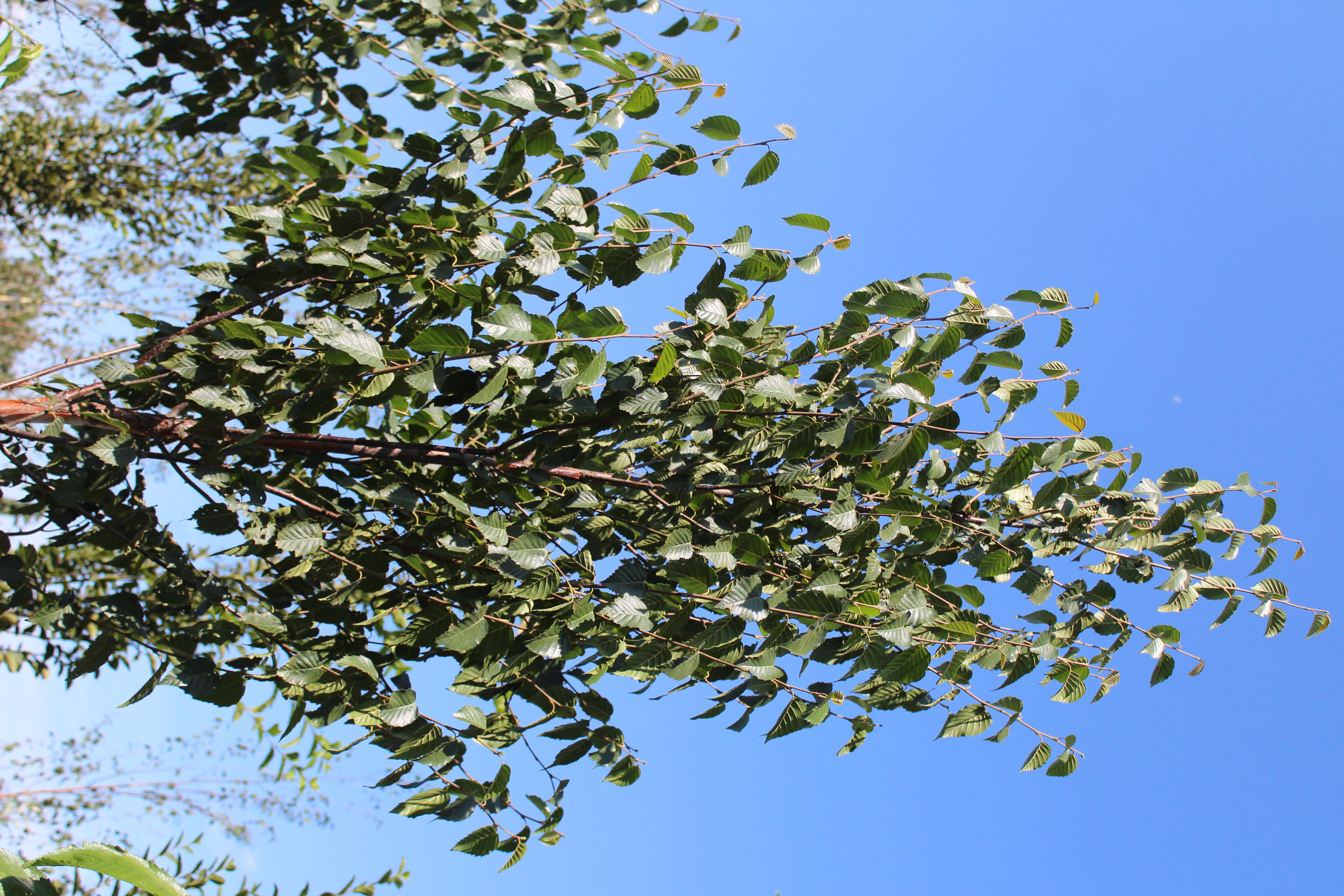 Betula nigra