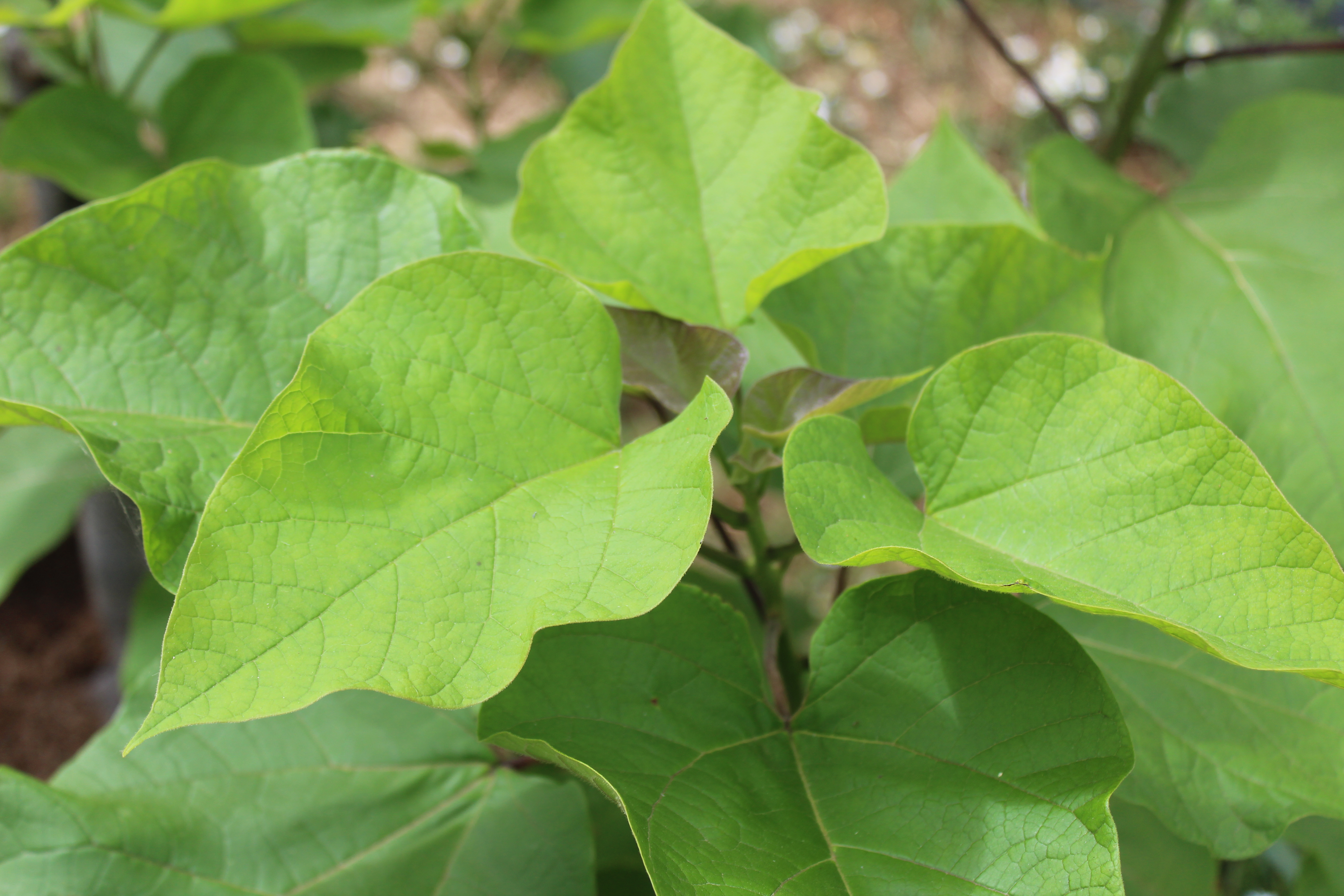 Catalpa bignonioides