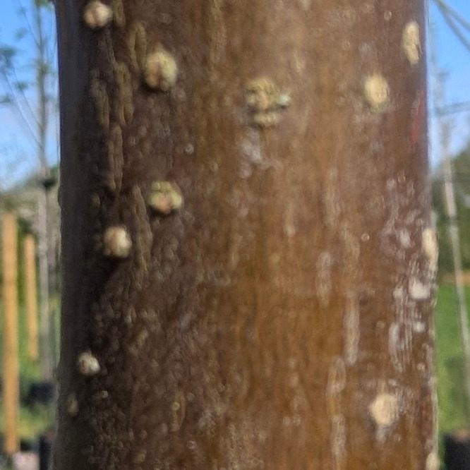 Prunus padus