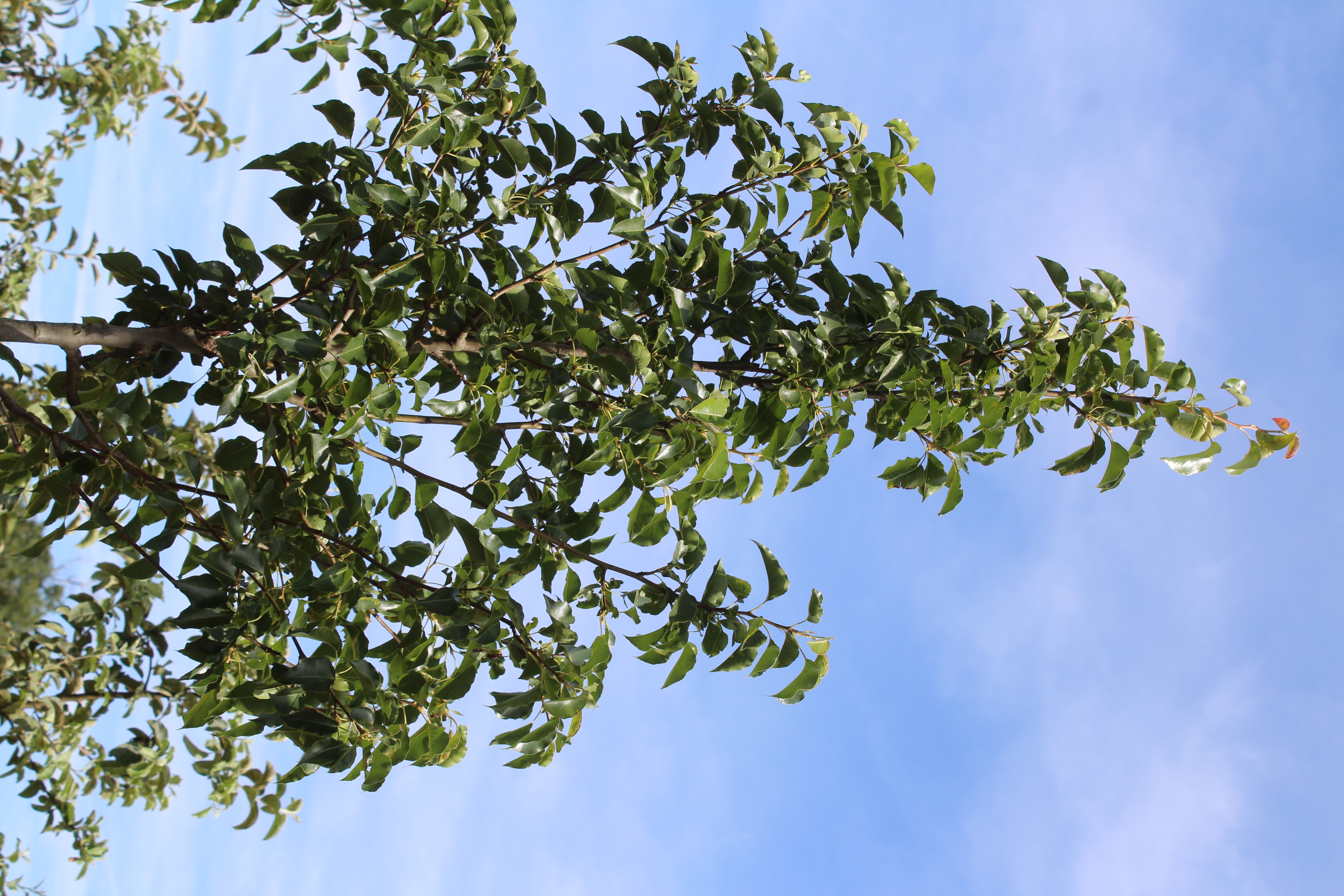 Pyrus call. 'Chanticleer