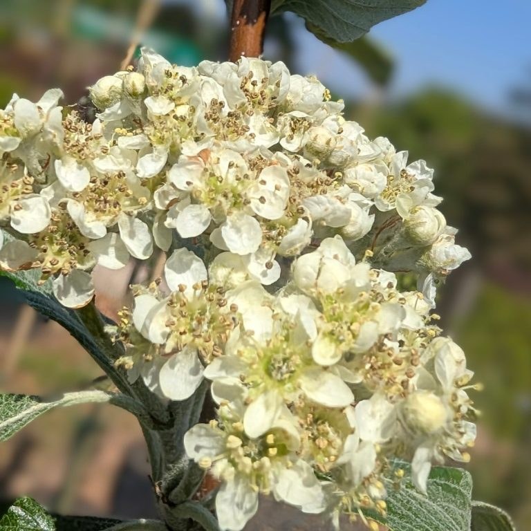 Sorbus aria 'Lutescens'