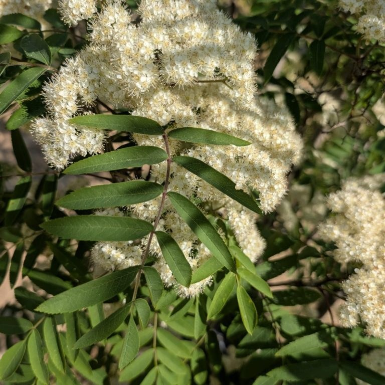 Sorbus aucuparia