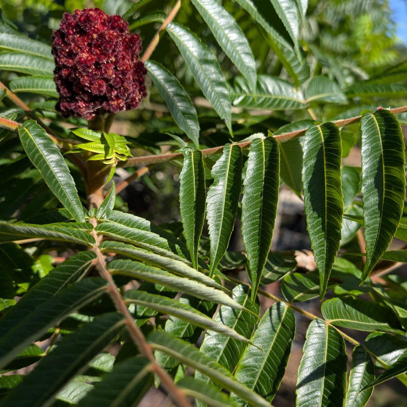 Small Trees at the Legacy Growers nursery