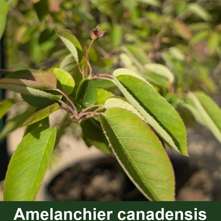 Amelanchier canadensis