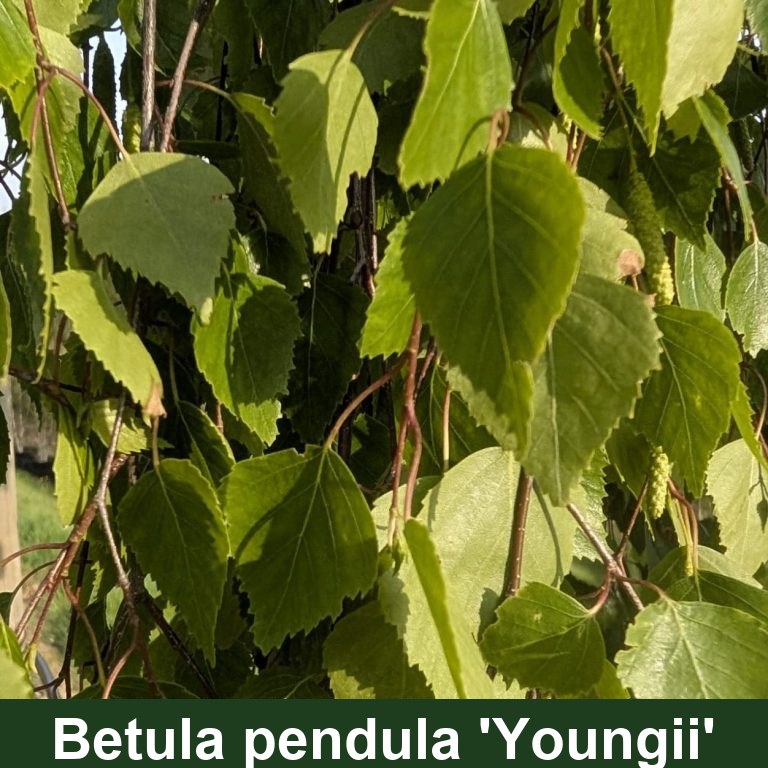 Betula pendula 'Youngii'
