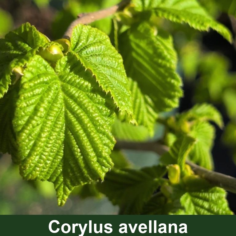 Corylus avellana