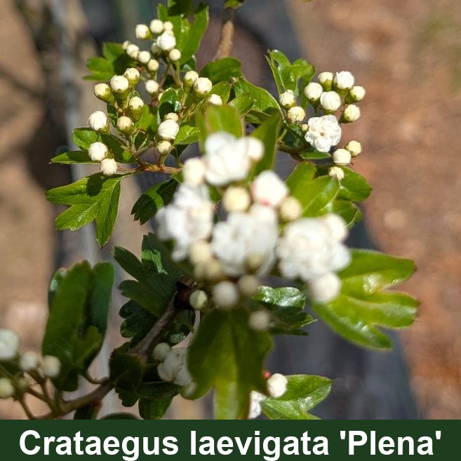 Crataegus laev. 'Plena'