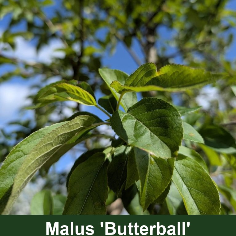 Malus 'Butterball'