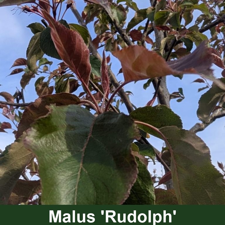 Malus 'Rudolph'