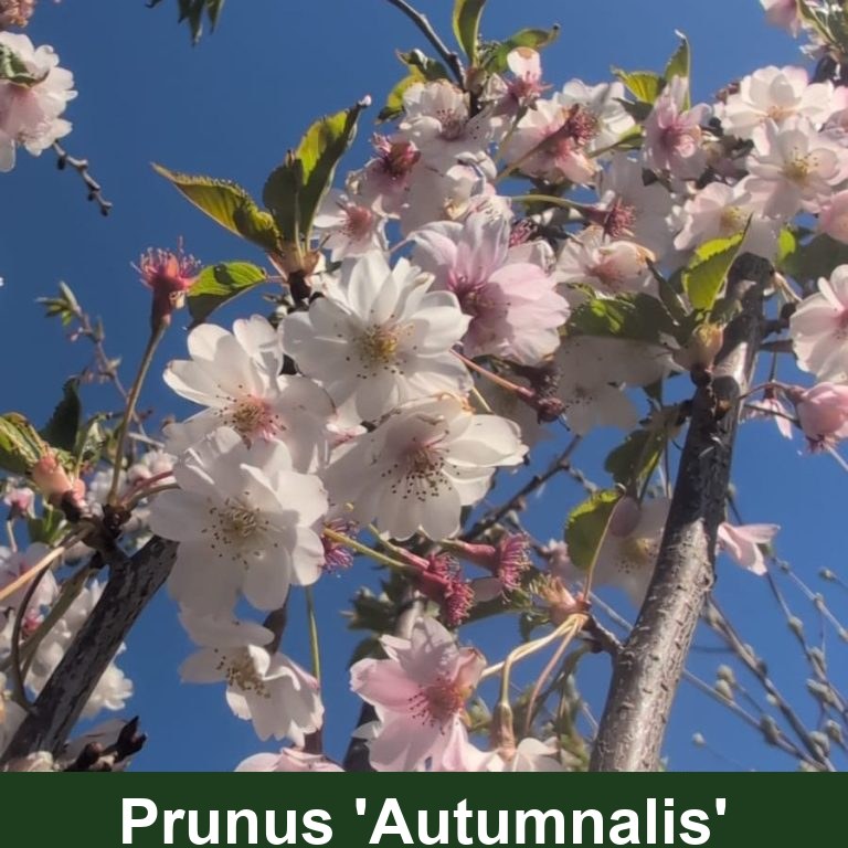 Prunus subh. 'Autumnalis'