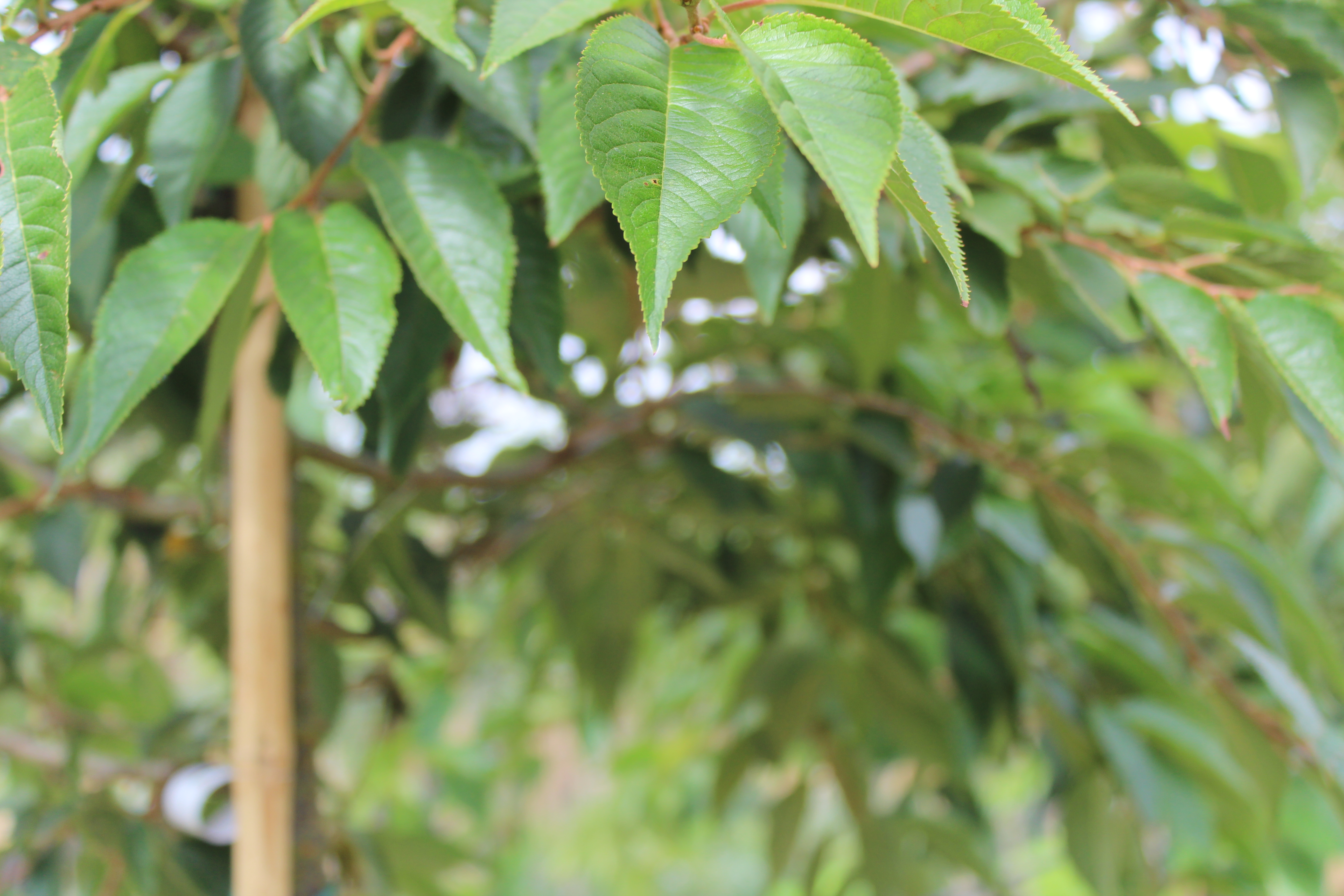 Prunus subh. 'Autumnalis Rosea'