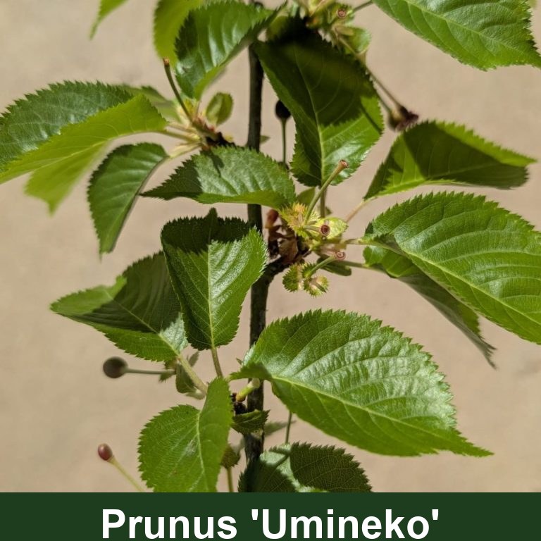 Prunus 'Umineko'
