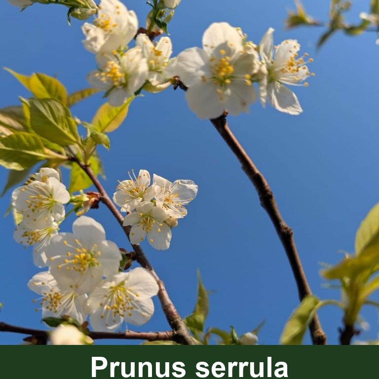 Prunus serrula