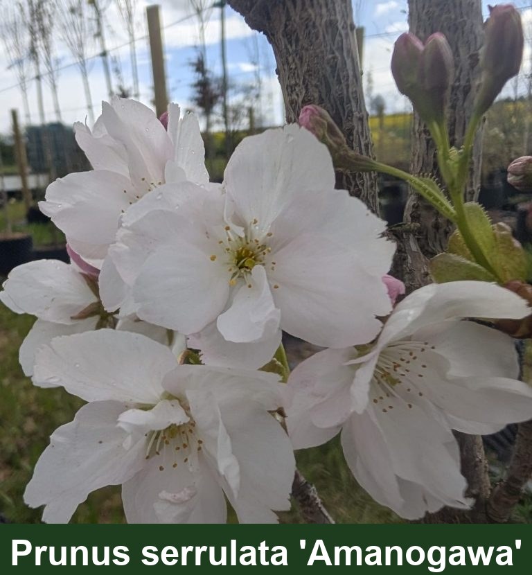 Prunus serrulata 'Amanogawa'