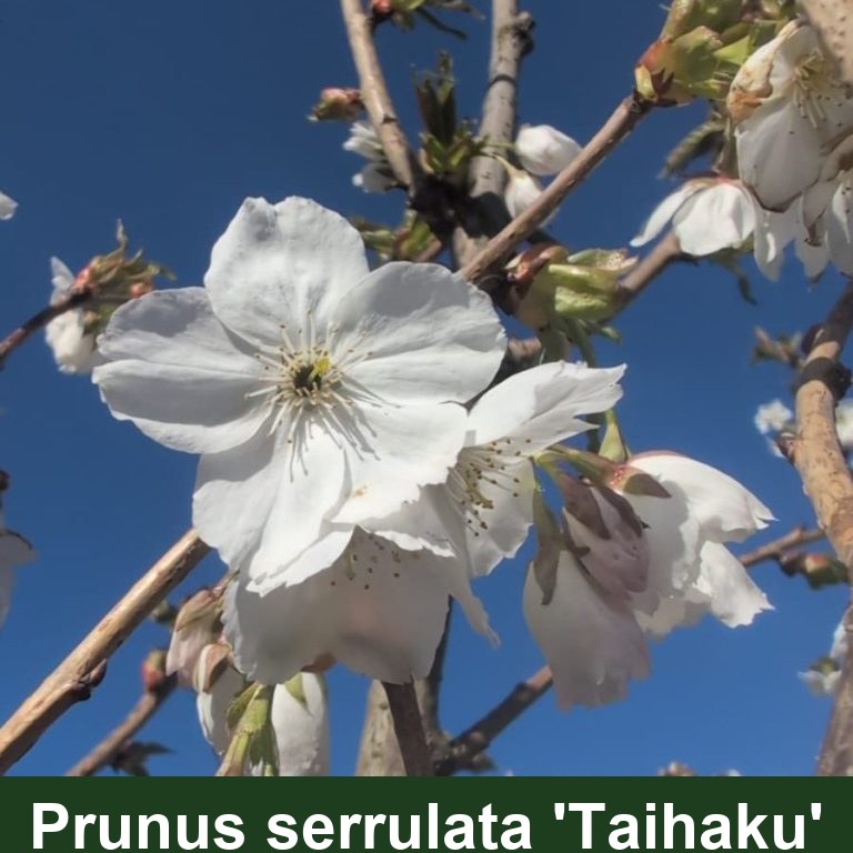 Prunus serrulata 'Taihaku'